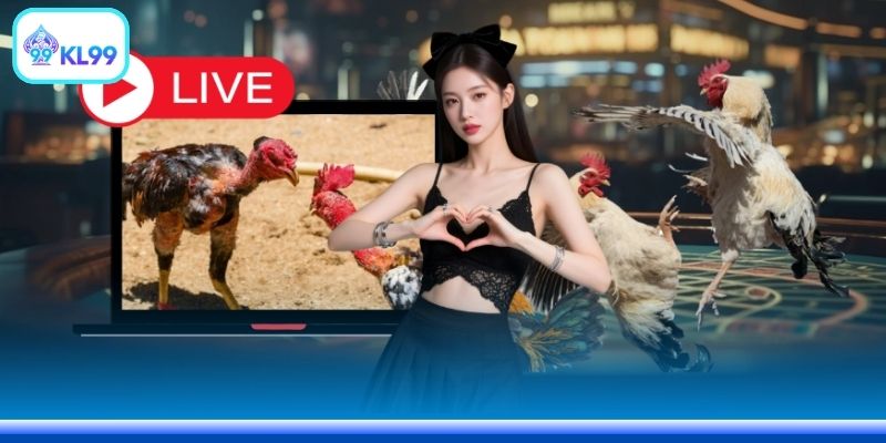 Đá Gà Thomo Hôm Nay Trực Tiếp - Link Vào Chuẩn 2026 - PLAYZEN