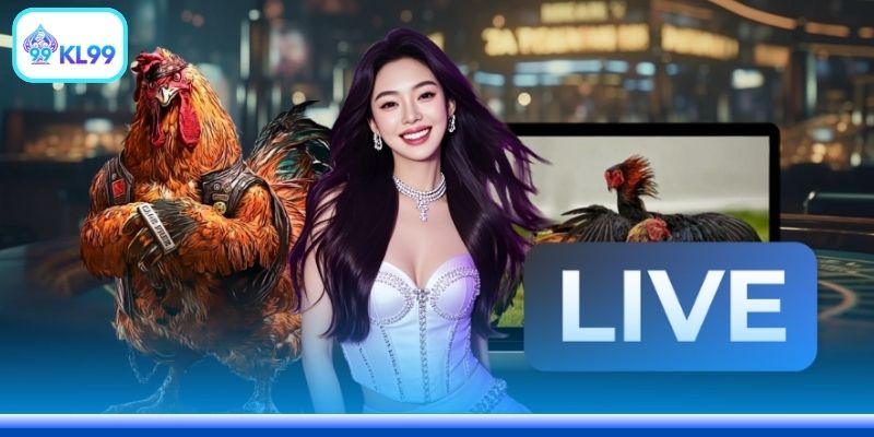 Xem Gà Đá Cựa Sắt Live Tại Nhà Cái Uy Tín Nhất Năm 2026 - PLAYZEN