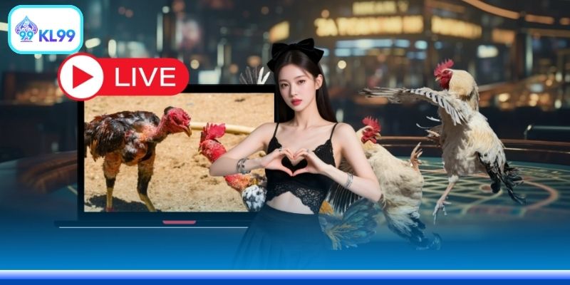 Đá Gà KL99 - Trực Tiếp Trường Gà Kịch Tính Mỗi Ngày - PLAYZEN