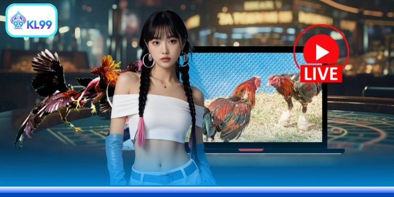 Đá Gà Thomo Hôm Nay Trực Tiếp - Link Vào Chuẩn 2026 - PLAYZEN