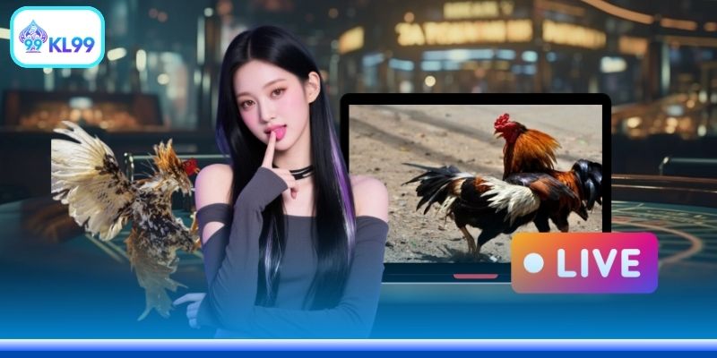Đá Gà Thomo Hôm Nay Trực Tiếp - Link Vào Chuẩn 2026 - PLAYZEN