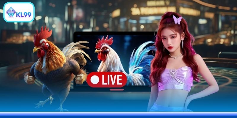 Xem Gà Đá Cựa Sắt Live Tại Nhà Cái Uy Tín Nhất Năm 2026 - PLAYZEN